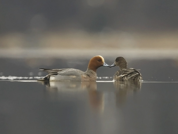 Haapana, Eurasian Wigeon, Anas penelope